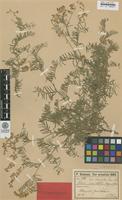 Syntype of Vicia variabilis Freyn & Sint. ex Freyn [family FABACEAE]