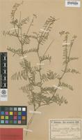 Syntype of Vicia variabilis Freyn & Sint. ex Freyn [family FABACEAE]