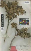 Isolectotype of Berberis pallida Hartw. ex Benth. [family BERBERIDACEAE]