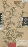 Syntype of Vicia variabilis Freyn & Sint. ex Freyn [family FABACEAE]