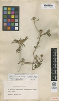 Isotype of Buphthalmum graveolens Forssk. [family ASTERACEAE]