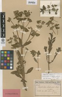 Isosyntype of Euphorbia sintenisii Boiss. ex Freyn [family EUPHORBIACEAE]