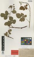 Isolectotype of Rubus serrulatus Lindeb. [family ROSACEAE]