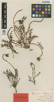 Lectotype of Leontodon obliquus Fr. [family ASTERACEAE]