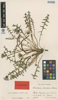 Type of Taraxacum silesiacum Dahlst. ex G.E.Haglund [family ASTERACEAE]