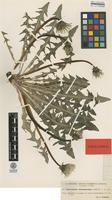 Isolectotype of Taraxacum melanthoides Dahlst. ex M.P.Christ. & Wiinst. [family ASTERACEAE]