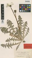 Isolectotype of Taraxacum undulatiforme Dahlst. [family ASTERACEAE]