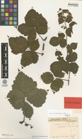 Isolectotype of Rubus pruinosus Arrh. [family ROSACEAE]