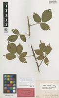 Lectotype of Rubus horridus Hartm. ssp. mitigatus A.Lund [family ROSACEAE]