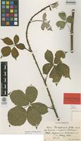 Isotype of Rubus walsemannii H.E.Weber [family ROSACEAE]