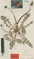 Isotype of Taraxacum fulgidum G.E.Haglund [family ASTERACEAE]