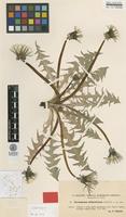Isolectotype of Taraxacum chloroticum Dahlst. [family ASTERACEAE]