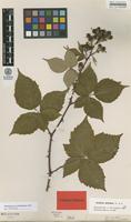 Isolectotype of Rubus affinis Weihe & Nees var. relatus F.Aresch. [family ROSACEAE]