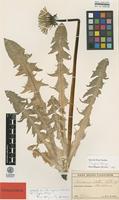 Type of Taraxacum ingens Palmgr. [family ASTERACEAE]