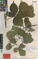 Holotype of Rubus hylanderi Martensen & A.Pedersen [family ROSACEAE]