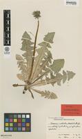 Isolectotype of Taraxacum ochrochlorum G.E.Haglund [family ASTERACEAE]