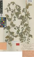 Isolectotype of Chenopodium suecicum Murr [family CHENOPODIACEAE]