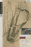 Syntype of Jurinea leptoclada Bornm. & Sint. [family ASTERACEAE]