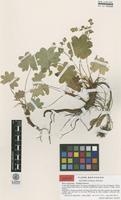 Isotype of Alchemilla semidivisa Ericsson [family ROSACEAE]