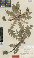 Type of Taraxacum coartatum G.E.Haglund [family ASTERACEAE]