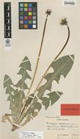 Isotype of Taraxacum nemorum G.E.Haglund [family ASTERACEAE]