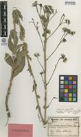 Lectotype of Hieracium anatolicum Freyn & Sint. [family ASTERACEAE]