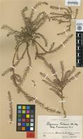 Holotype of Polycnemum fontanesii Durieu & Moq. ssp. maroccanum Murb. [family CHENOPODIACEAE]