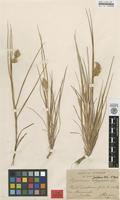 Isotype of Cynosurus junceus Murb. [family POACEAE]