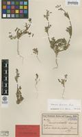 Syntype of Daucus subsessilis Boiss. [family APIACEAE]