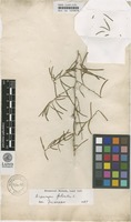 Filed as Asparagus falcatus L. [family ASPARAGACEAE]