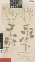 Syntype of Stellaria nemorum L. ssp. glochidisperma Murb. [family CARYOPHYLLACEAE]
