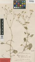 Syntype of Stellaria nemorum L. ssp. glochidisperma Murb. [family CARYOPHYLLACEAE]