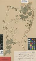 Syntype of Stellaria nemorum L. ssp. glochidisperma Murb. [family CARYOPHYLLACEAE]