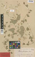 Syntype of Stellaria nemorum L. ssp. glochidisperma Murb. [family CARYOPHYLLACEAE]