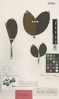 Isotype of Tabernaemontana paucifolia Müll.Arg. [family APOCYNACEAE]