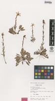 Isotype of Saxifraga hirculus L. ssp. coloradensis Hedberg [family SAXIFRAGACEAE]