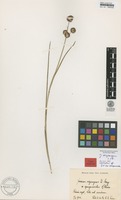 Isotype of Juncus oxycarpus E.Mey. ssp. sparganioides Weim. [family JUNCACEAE]
