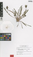 Isotype of Taraxacum madidum Kirschner & Stepánek [family ASTERACEAE]
