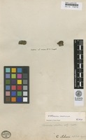 Type of Conferva acharii Web. & Mohr [family PARMELIACEAE]