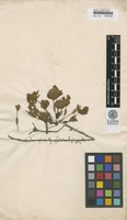 Trapa natans L. [family LYTHRACEAE]