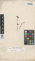 Type of Dianthera odora Forssk. [family ACANTHACEAE]