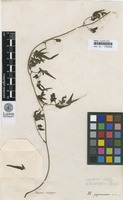 Type of Ophioglossum japonicum Thunb. [family LYGODIACEAE]