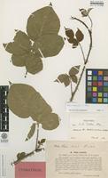 Isolectotype of Rubus serrulatus Lindeb. [family ROSACEAE]