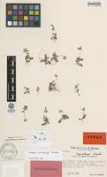 Isotype of Campanula creutzburgii Greuter [family CAMPANULACEAE]
