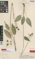 Lectotype of Hieracium caesiomurorum Lindeb. [family ASTERACEAE]