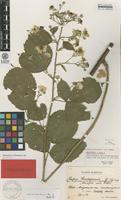 Holotype of Rubus walsemannii H.E.Weber [family ROSACEAE]