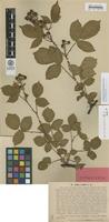 Type of Rubus confinis Lindeb. [family ROSACEAE]
