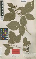 Isolectotype of Rubus corylifolius Sm. var. hallandicus Gabr. ex F.Aresch. [family ROSACEAE]