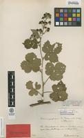 Lectotype of Rubus corylifolius Sm. var. permixtus F.Aresch. [family ROSACEAE]