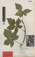 Lectotype of Rubus corylifolius Sm. var. permixtus F.Aresch. [family ROSACEAE]